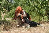 BASSET HOUND 173